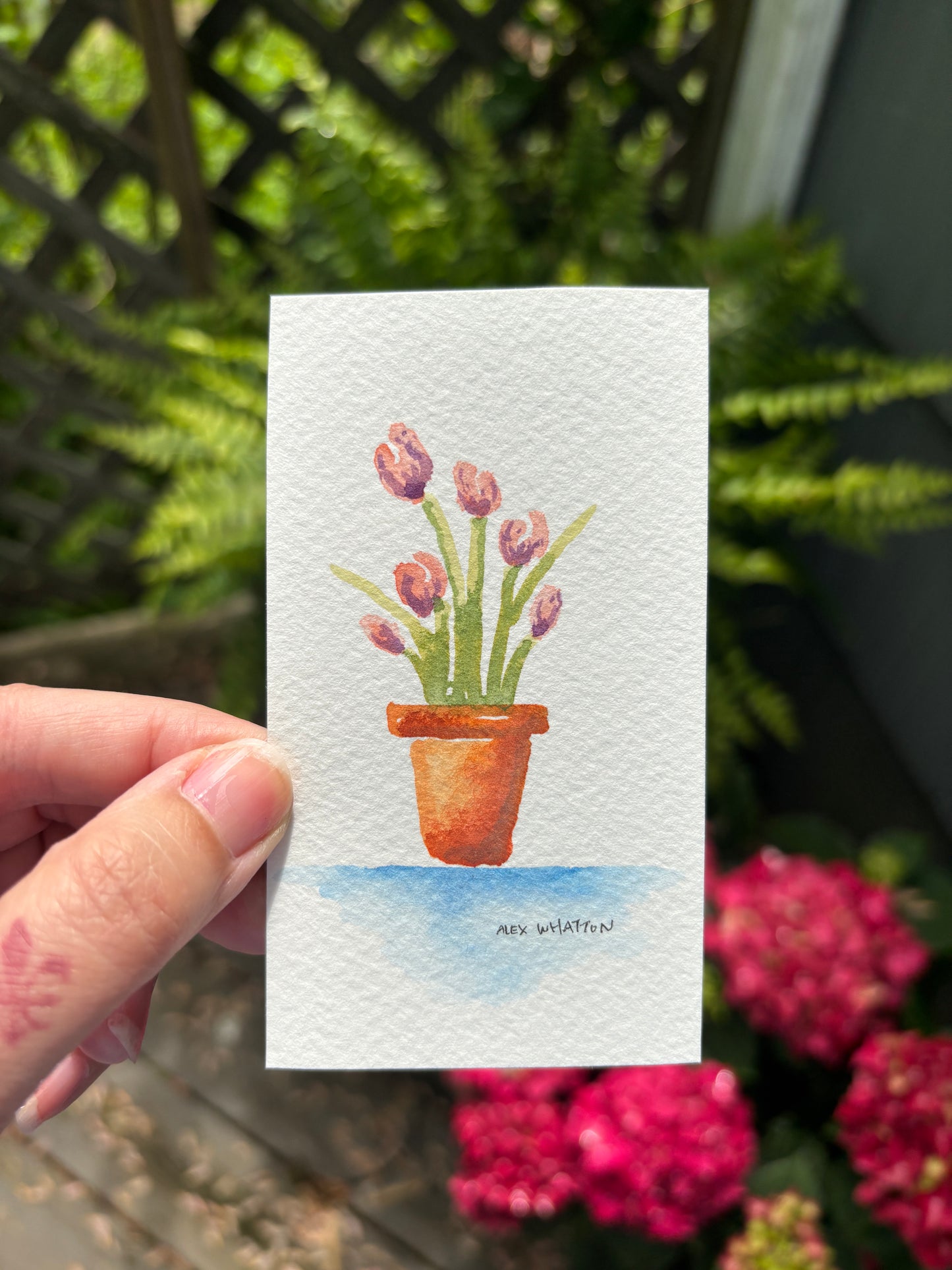Mom’s Tulips