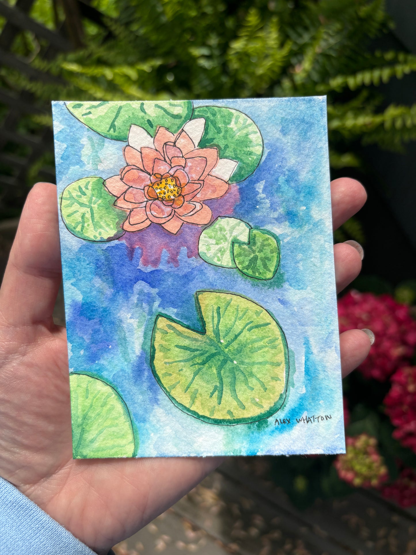Pond Lillies
