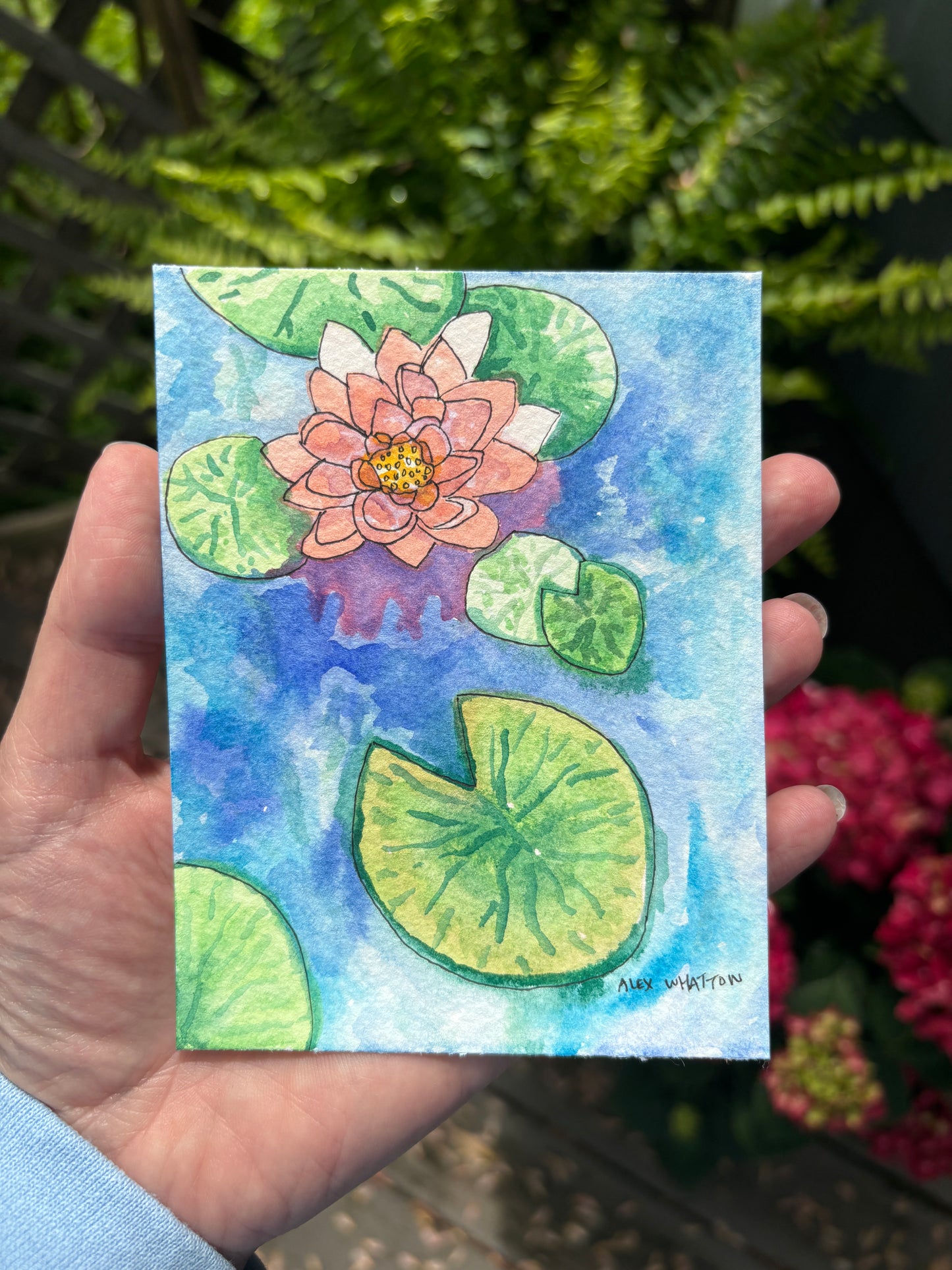 Pond Lillies