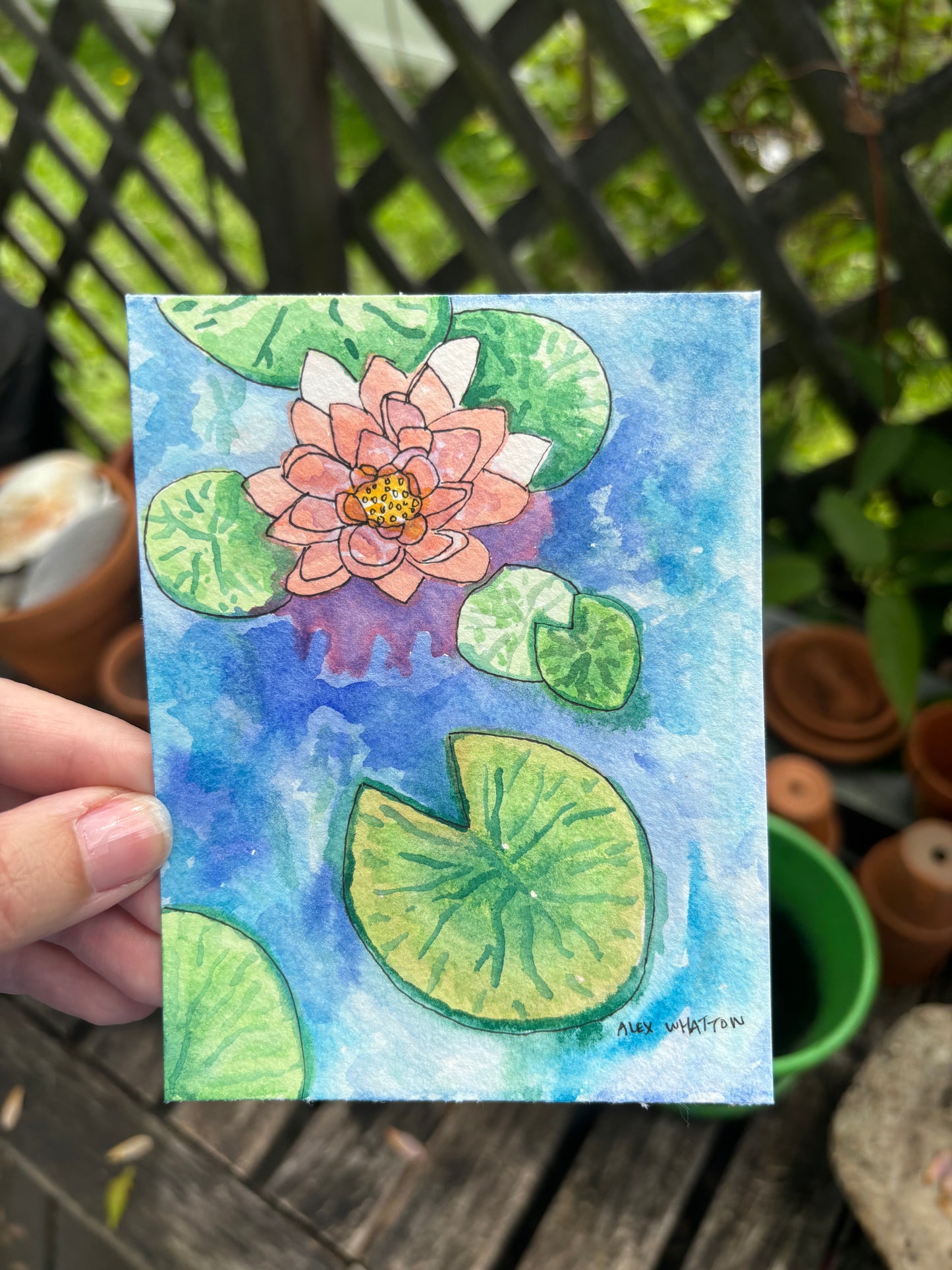 Pond Lillies