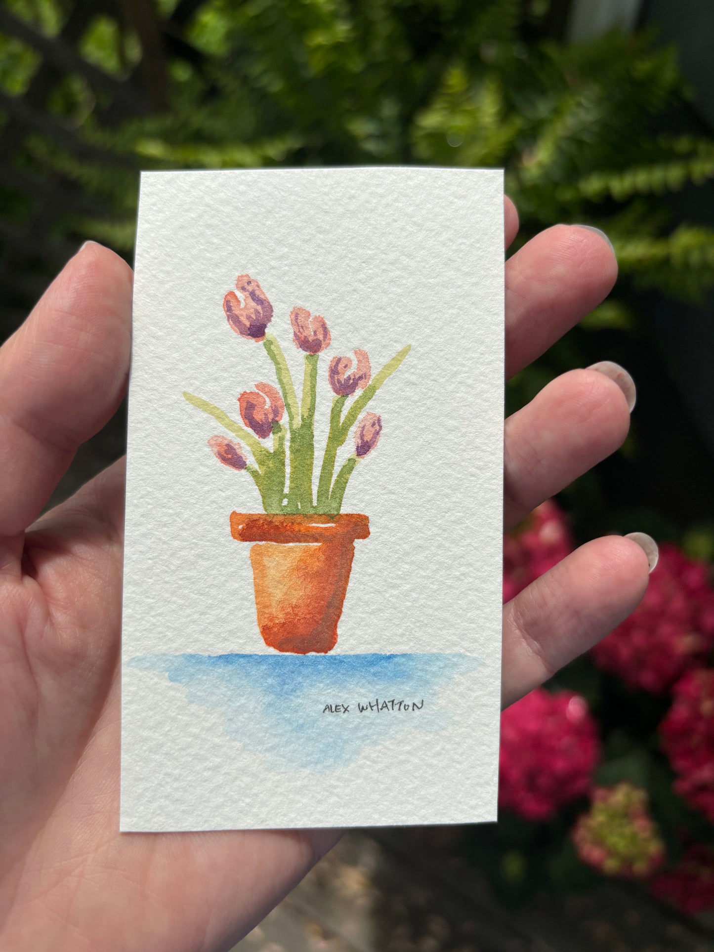 Mom’s Tulips