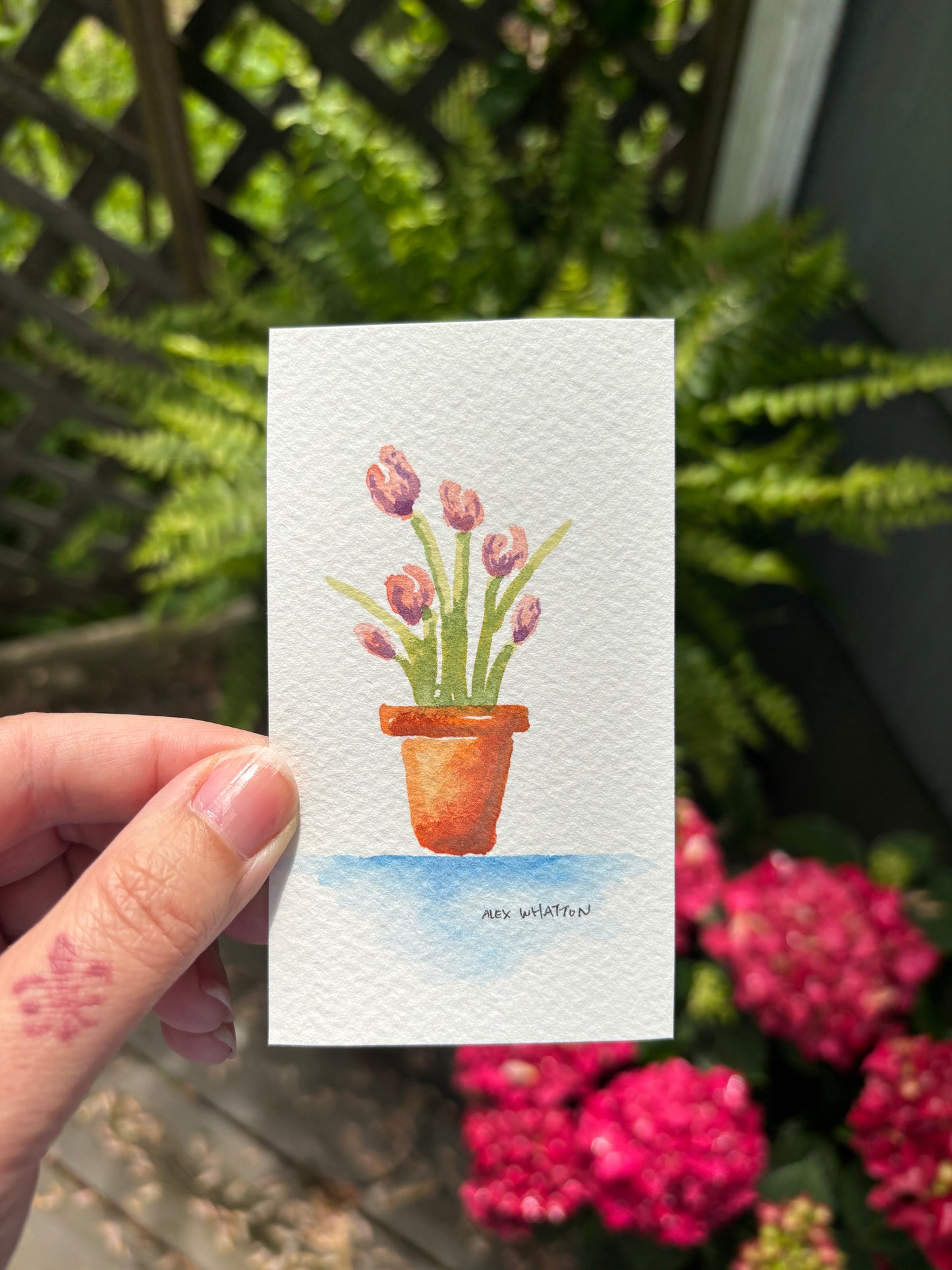 Mom’s Tulips
