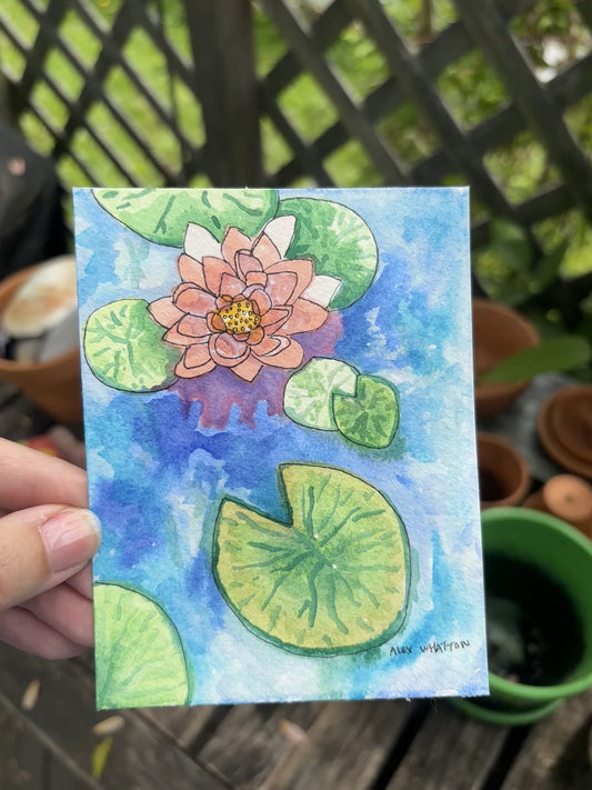 Pond Lillies